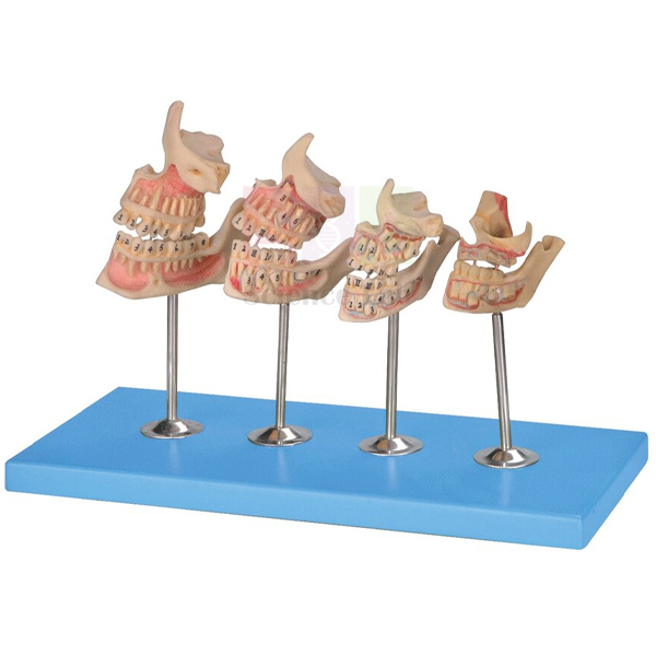 Human Teeth Model, Dentition Development
